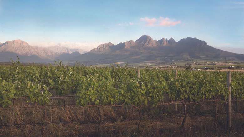 A picture of vines against the mountains of South Africa