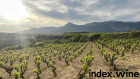 Spanish vineyards represented by index.wine.