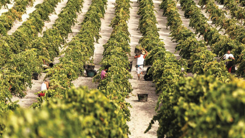 Spanish vineyards at harvest time. Image courtesy of index.wine.