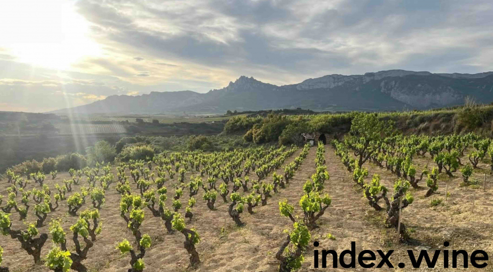 Spanish vineyards represented by index.wine.