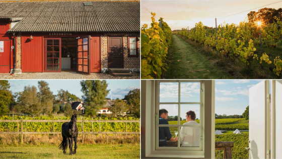 The vineyards of Terra Skåne