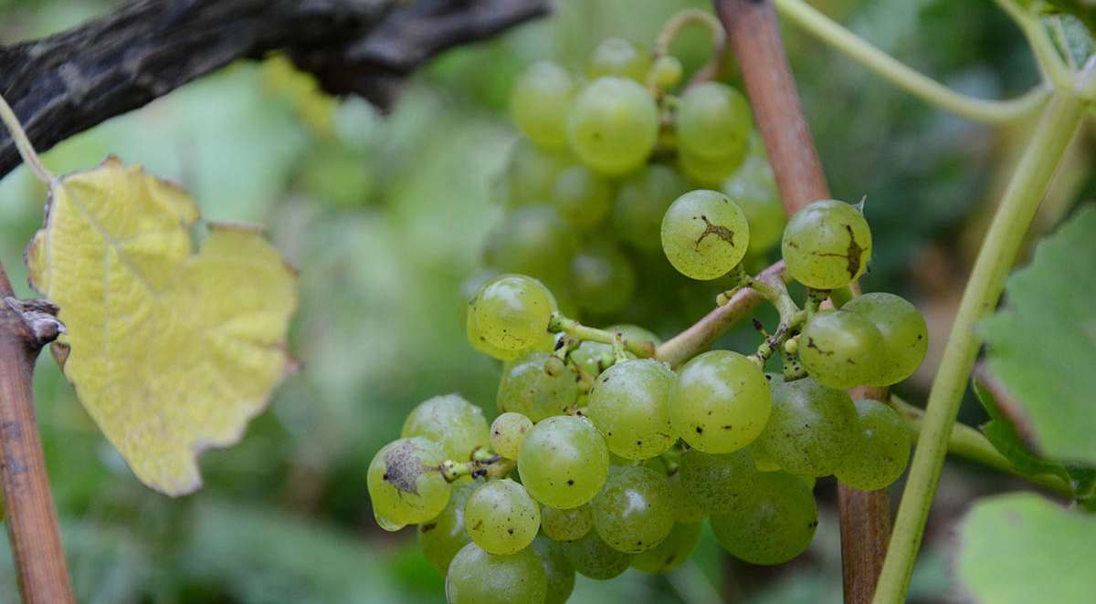 Swedish wines hit the wine lists Star Wine List